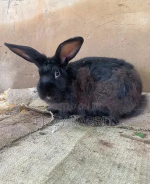 Available Rabbit