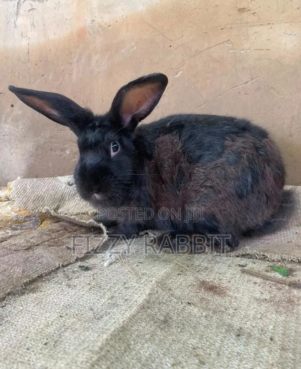 Available Rabbit