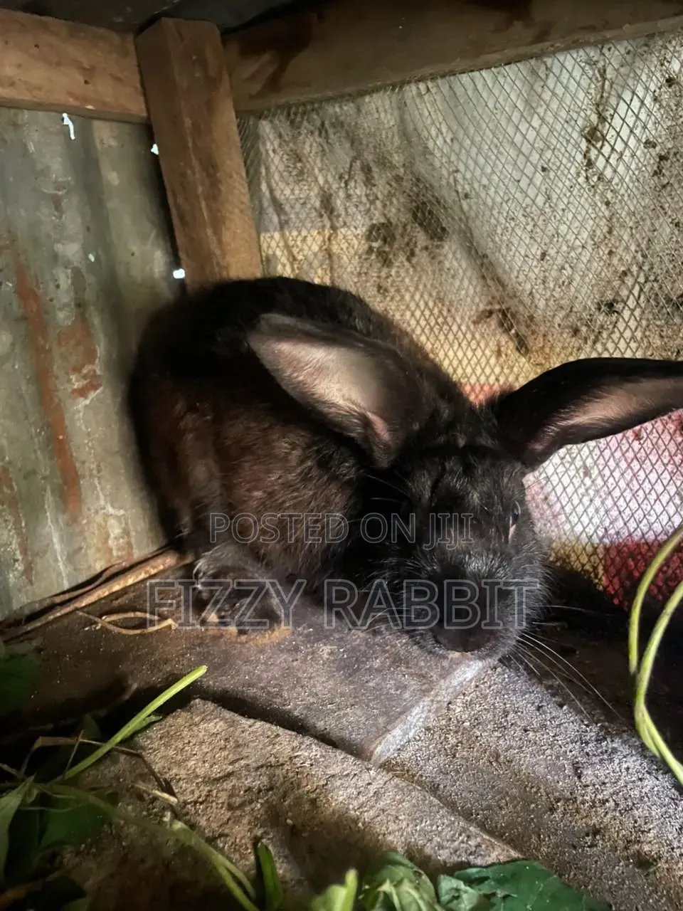 Available Rabbit