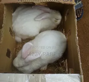 Available Rabbit