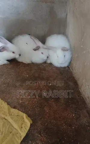 Available Rabbit