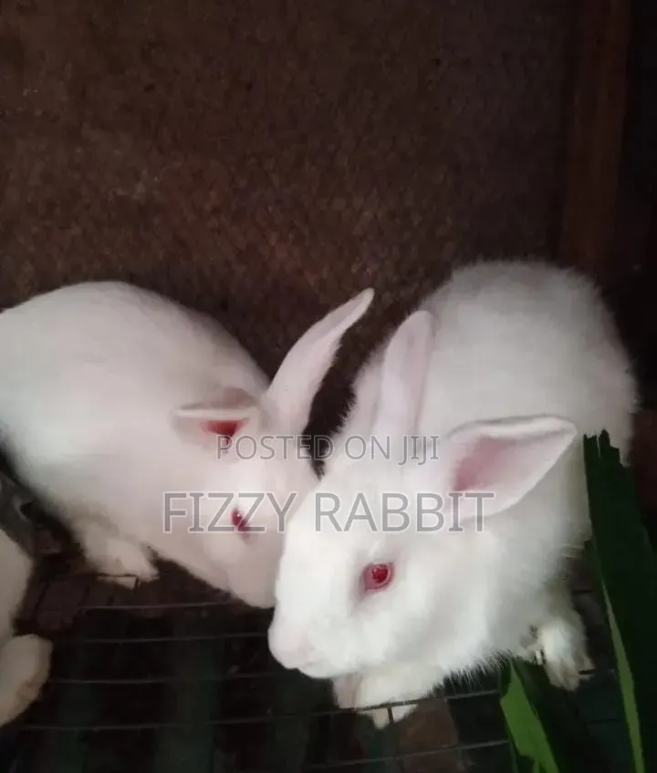Available Rabbit