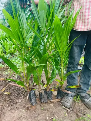 Hybrid Tenera Oilpalm Seedlings