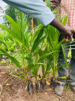 Hybrid Tenera Oilpalm Seedlings