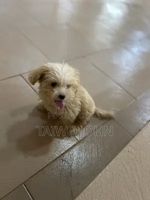 1-3 months Female Purebred Lhasa Apso