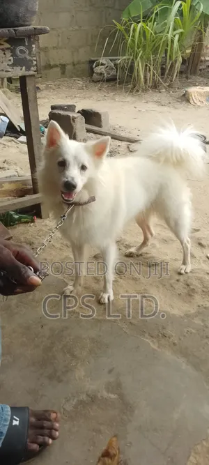 1+ year Male Purebred American Eskimo