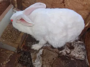 New Arrivals Foreign Species Rabbits Ready for New Home