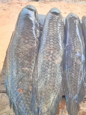 Quality Catfish