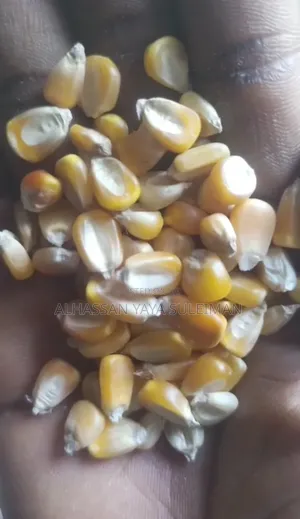 Premium Dry Maize