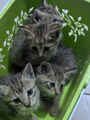 0-1 month Female Purebred Tabby