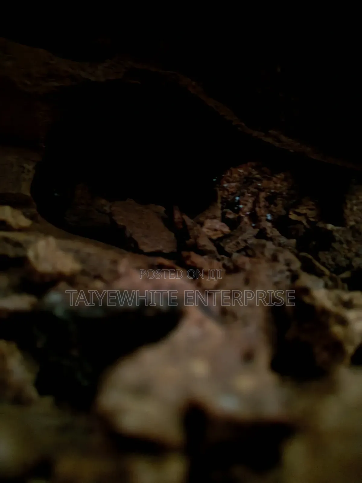 Foundation Termite Treatment