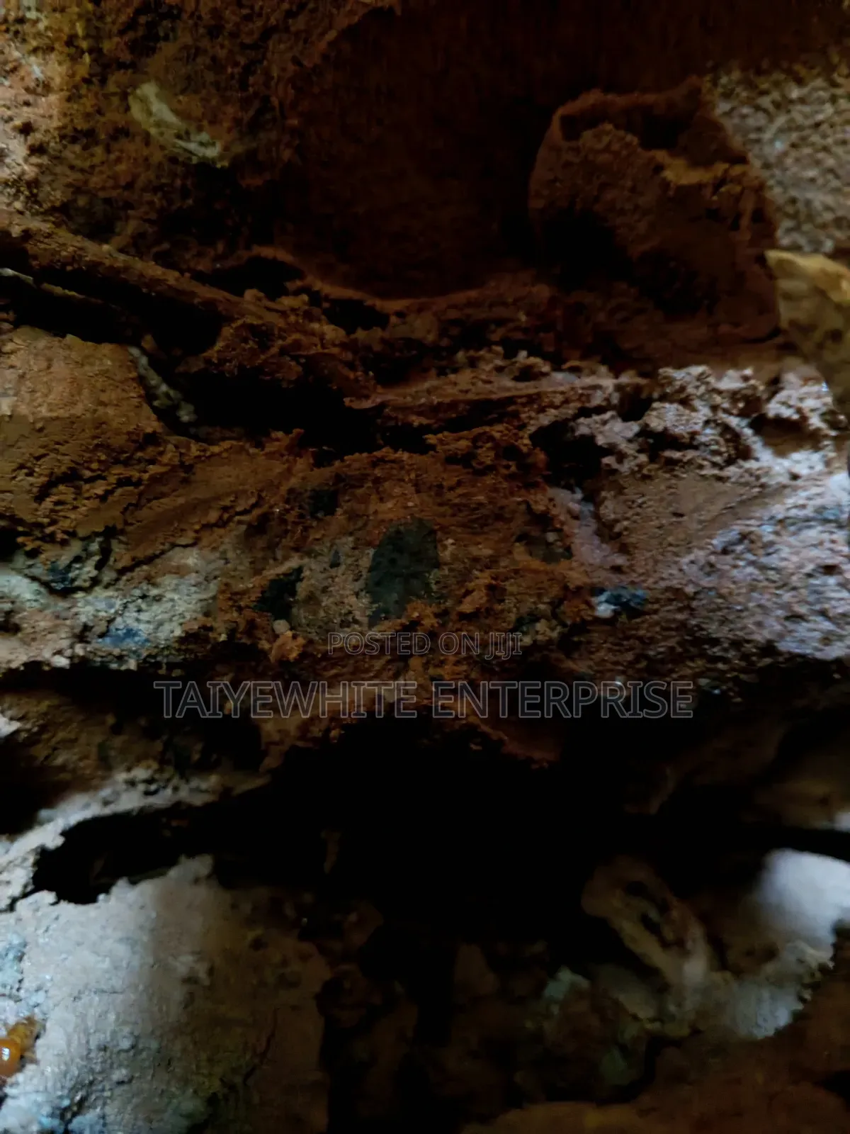 Foundation Termite Treatment