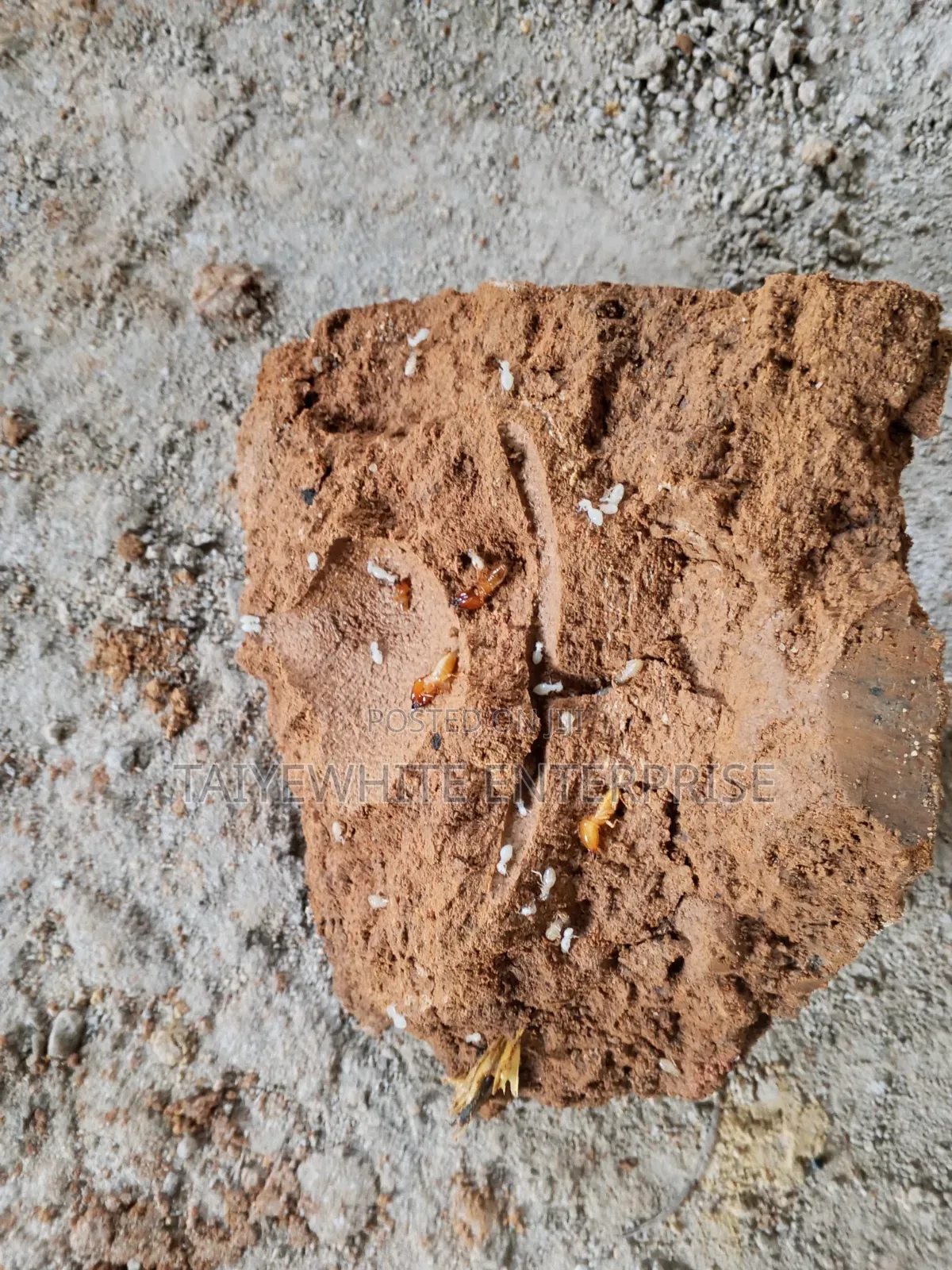 Foundation Termite Treatment
