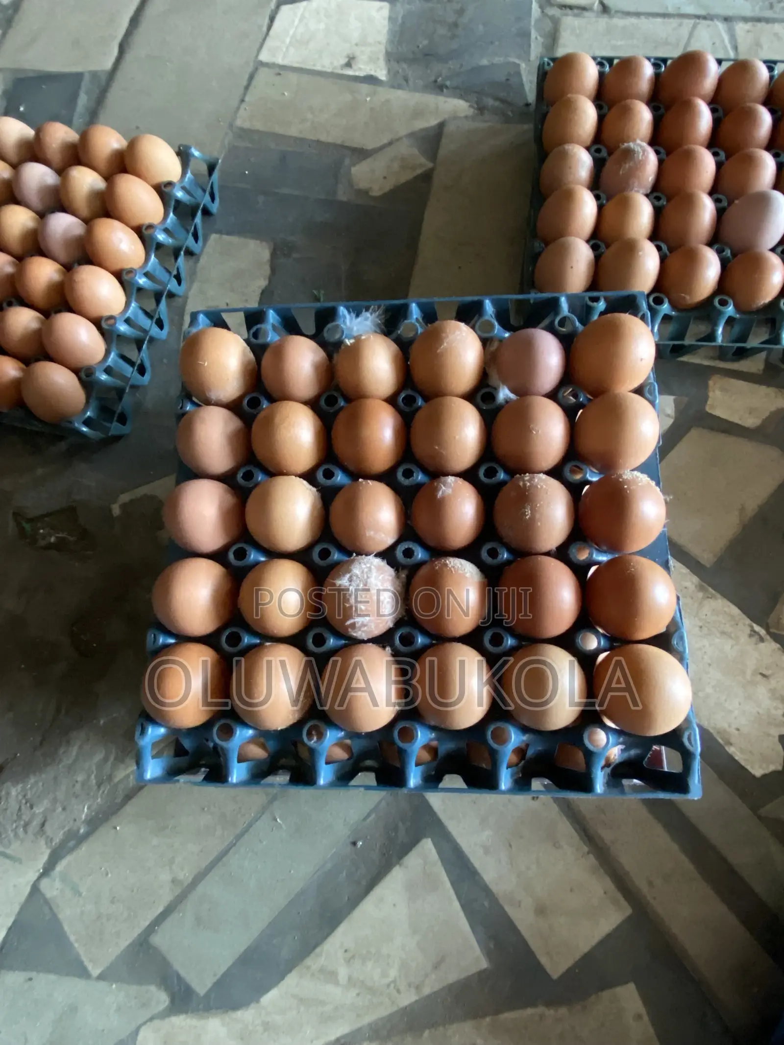 Egg Farming