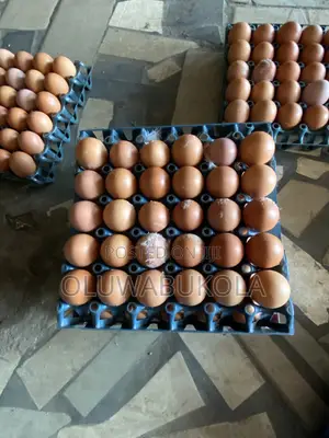 Egg Farming