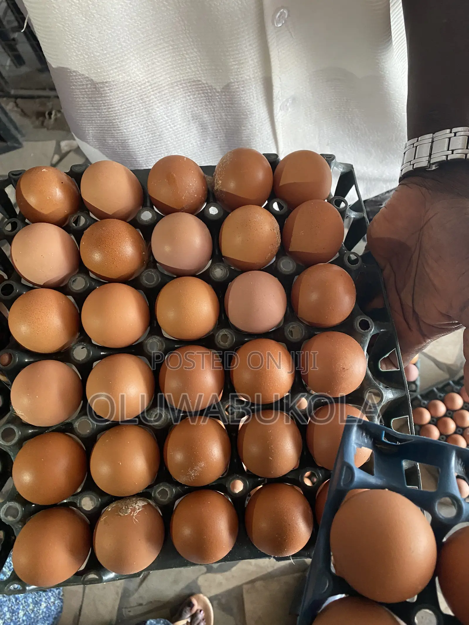 Egg Farming