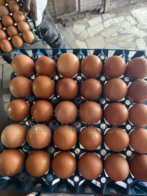 Egg Farming