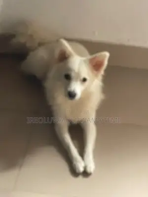 1+ year Female Purebred American Eskimo