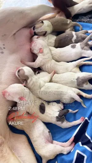 0-1 month Female Purebred Bull Terrier
