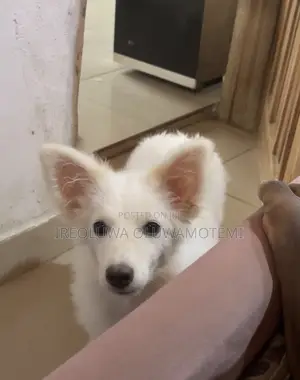 1+ year Male Purebred American Eskimo
