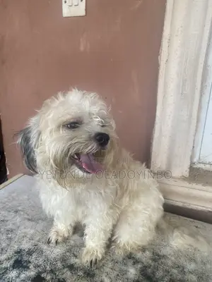1+ year Male Purebred Lhasa Apso