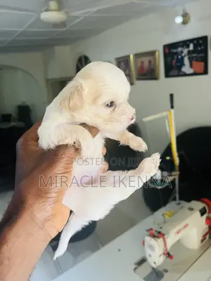 0-1 month Female Purebred Lhasa Apso