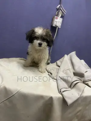 1-3 months Male Purebred Shih Tzu