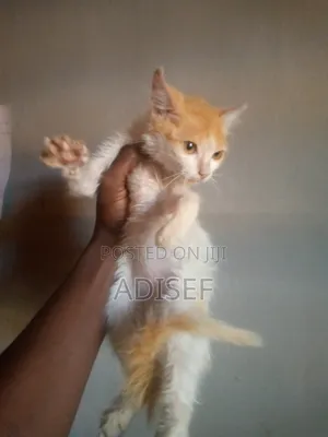1-3 months Female Purebred Cat