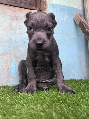 1-3 months Male Purebred Cane Corso