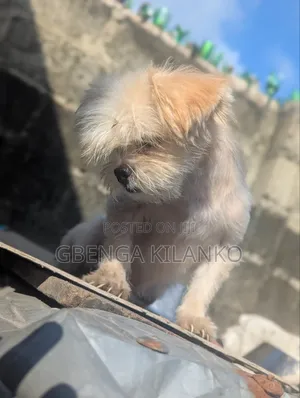 3-6 months Male Purebred Shih Tzu