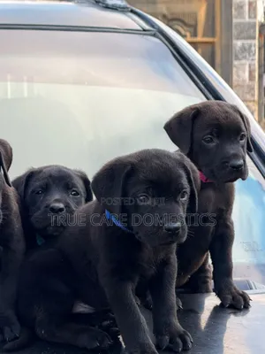 1-3 months Female Purebred Cane Corso