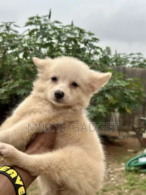 1-3 months Male Purebred American Eskimo