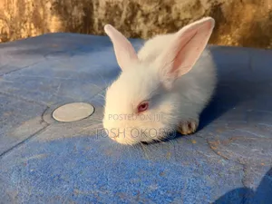 Adorable Healthy Pet Bunny for Sale