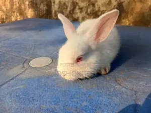 Adorable Healthy Pet Bunny for Sale