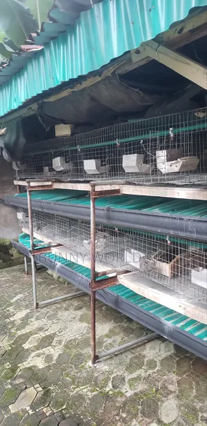 24 Rooms Rabbit/ Grasscutter Cage Available