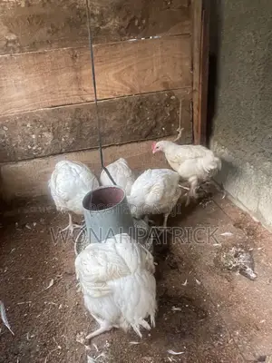 Healthy, Well-Fed Broiler Chickens