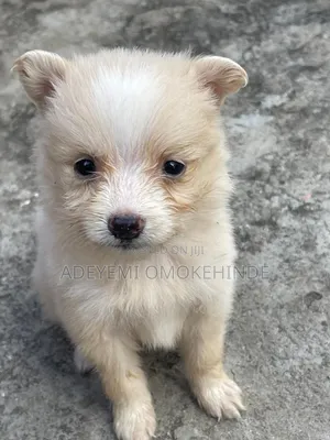 1-3 months Female Purebred American Eskimo