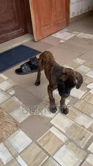 1-3 months Female Mixed Breed Boerboel