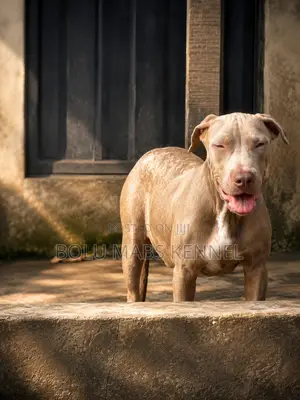 3-6 months Male Mixed Breed American Pit Bull Terrier