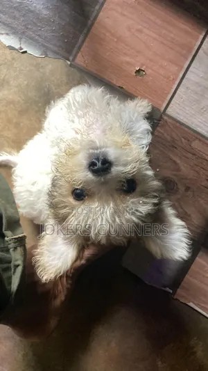 1-3 months Male Purebred Lhasa Apso