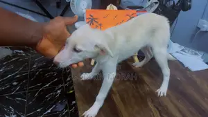 1-3 months Female Purebred American Eskimo
