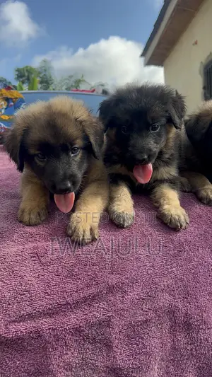 1-3 months Male Purebred German Shepherd