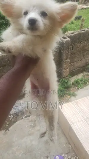 1-3 months Male Purebred American Eskimo