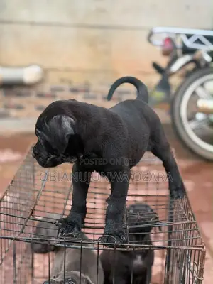 1-3 months Female Purebred Cane Corso
