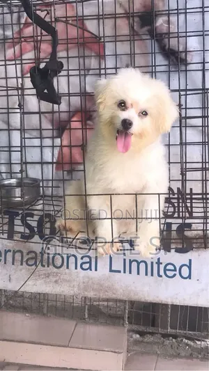 1+ year Female Purebred Lhasa Apso
