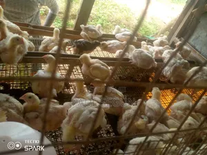 Broilers for Sale