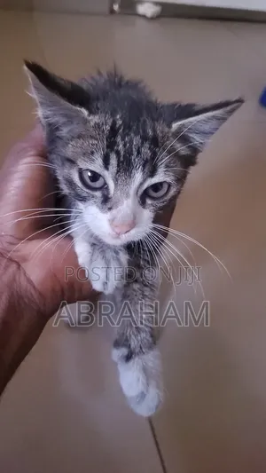 1-3 months Male Mixed Breed Tabby
