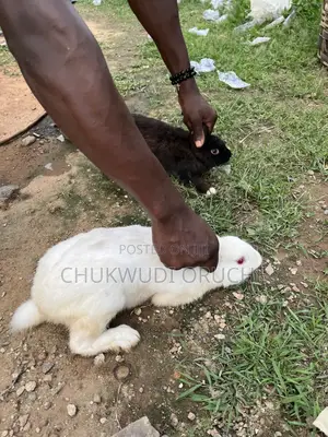 Rabbit for Sale