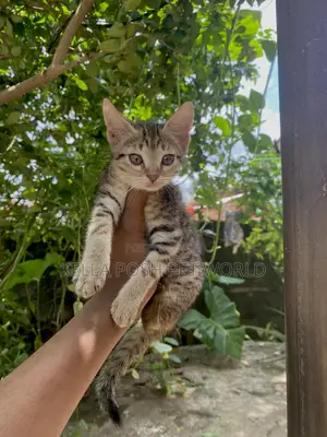 1-3 months Female Purebred Tabby