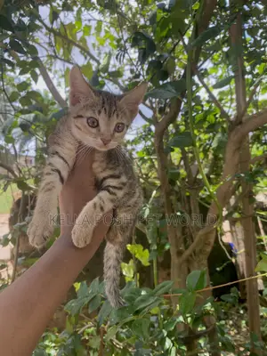 1-3 months Female Purebred Tabby